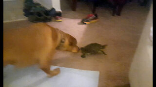 Dog Scared of a TURTLE!
