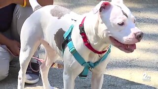 Maryland SPCA shares tips to keep pets cool in the heat