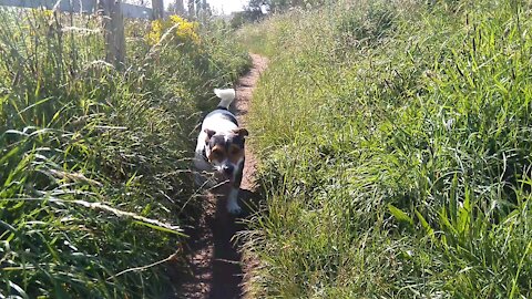 Milo Enjoying A Walk 🐕