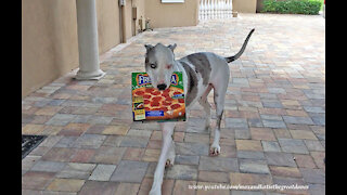 Deaf Great Dane delivers pizza by responding to sign language