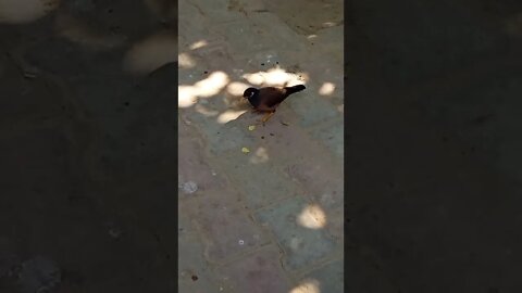 cute birds 2 #shorts #viral #shortvlog