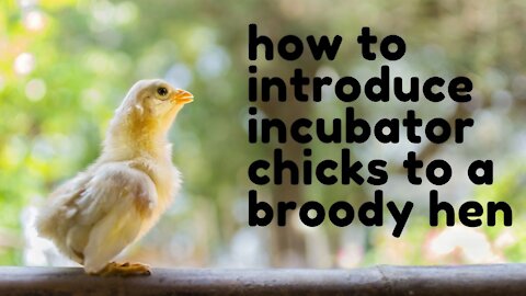 Hen Hack 101: How to Introduce Incubator Chicks to a Broody Hen