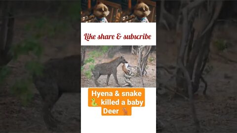 Hyena & snake 🐍 killed a baby deer || #shorts #youtubeshorts