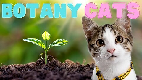 This Mobile Florida Cat Rescue Offers Adoptable Kittens...And Non-Toxic Plants To Go With Them!