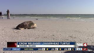 Loggerhead Sea Turtle released by CROW