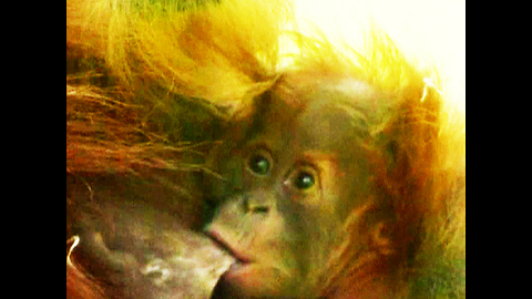TEENY TINY Baby Orangutan