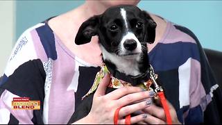 Humane Society of Tampa Bay | Morning Blend