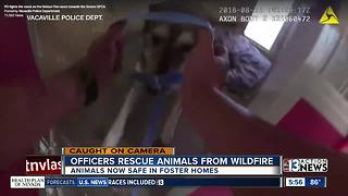 Officers rescue animals from wildfire