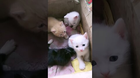 Cute Kittens Staring At The Camera