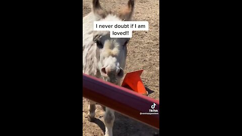 Donkey Excited To See Owner