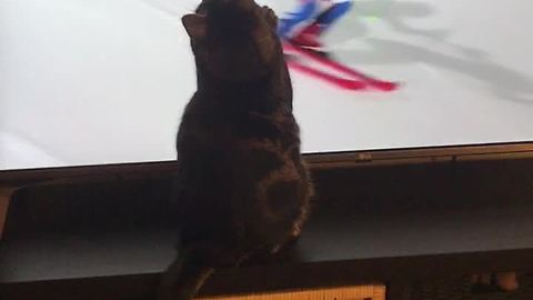Sports-loving cat really gets into the Winter Olympics