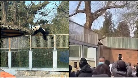 Giant panda tries to escape from enclosure at Beijing Zoo, watch