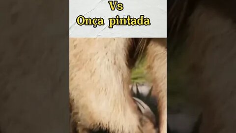 Tamanduá vs Onça - Quem Ganha? #shorts