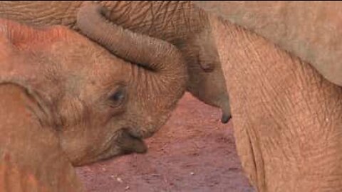 Le peripezie dei cuccioli di elefante