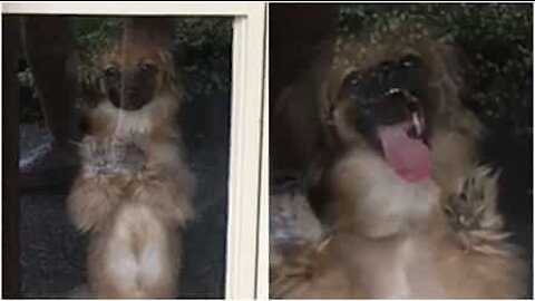 Quando il cane fa delle smorfie buffissime alla finestra