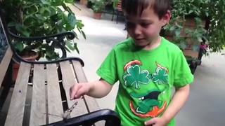 A Tot Boy Runs Away From A Butterfly