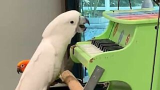 Talentfuld Kakadue spiller klaver
