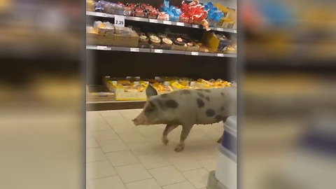 Porca invade supermercado em Alcochete