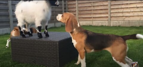 TOP 50 Funny Beagles Playing Compilation 5