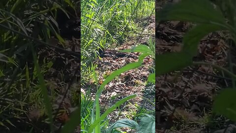 A broody duck is CAMOFLAUGED while sitting on eggs #shorts #animals