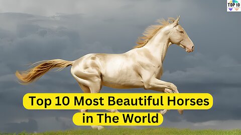 Top 10 Most Beautiful Horses in The World