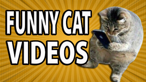 Funny Cat Videos Compilation Baby Cats Cute