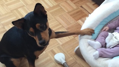 Dog trained to gently rock baby cradle