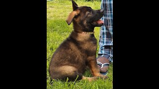 Adorable German Shepherd Puppy Follows His Fur Mama