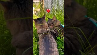 Cat Love & Kitties 🥹❤️ #shorts #love #cats #cutecats #catvideos #adley