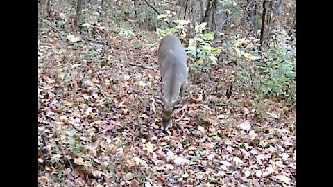 8pt Buck munching on a high fiber twig diet.