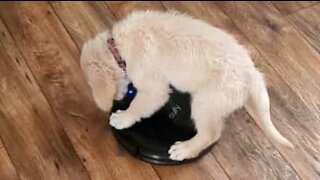 Un chiot fait un tour d'aspirateur automatique