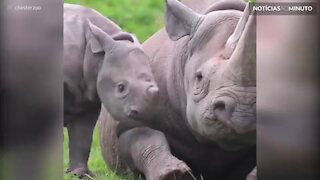 No dia mundial do rinoceronte este filhote faz tudo para ganhar atenção!