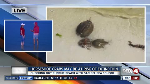 Horseshoe crabs at risk of extinction, FWC asks Floridians to help track them - 7am live report