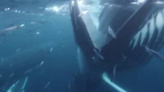 Diver almost swallowed up whole by humpback whale!