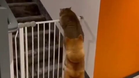 Dog stops Cat from going upstairs