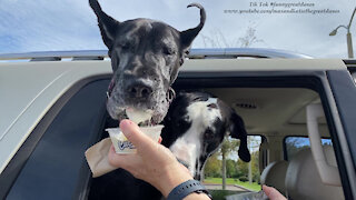 Happy Great Danes Enjoy Burgers And Vanilla Custard From Culver's