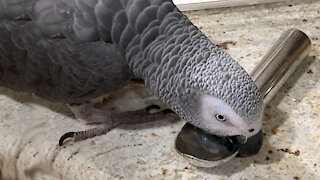 Parrot percussionist plays music like a boss