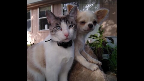 Annoyed Cat Babysits Chihuahua puppies
