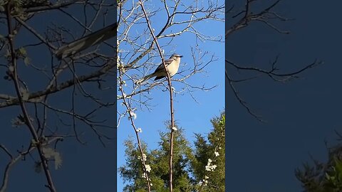 Listen to the Charming Chorus: Mockingbird Singing Springtime