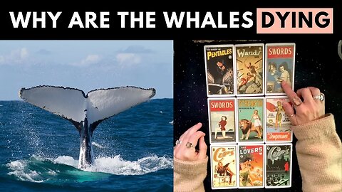 What's Really Behind Why We're Losing Whales - Tarot Card Reading