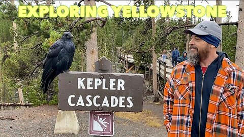 Yellowstone: Old Faithful, Grand Prismatic, and Baby Bison Crossing