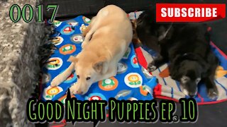 the[DOG]diaries [0017] Good Night Puppies - Episode 10 [#dogs #theDOGdiaries]