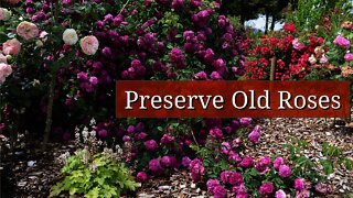 Preserve Old Roses