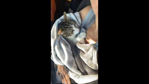 A cat slept in a car