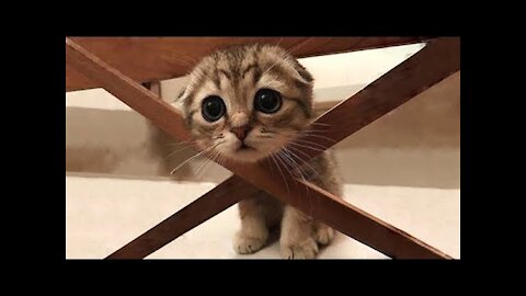 Aww cute and funny Cats