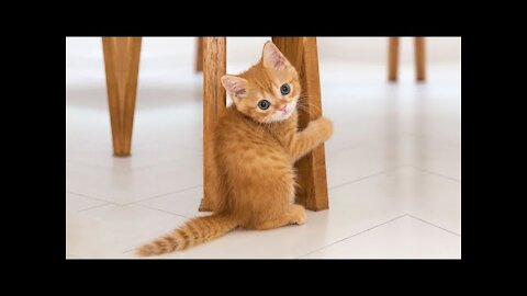 Funny Cats Video Compilation 2