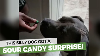 Dog's Reaction After Eating Sour Candy Is Priceless!