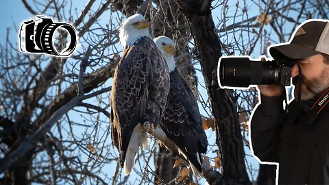 Bald Eagles Photography and Video - Canon R10