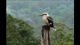 Kookaburra takes the dog's bone.