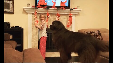 Little girl scuffles with massive Newfoundland